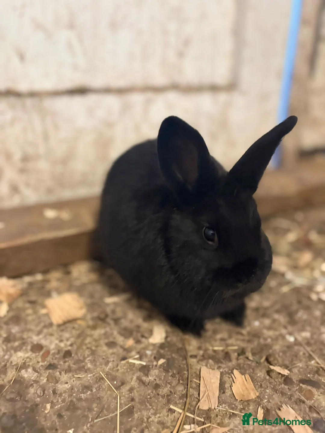 Netherland Dwarf rabbits for sale: Pedigree Rabbits (Dwarf X Lionhead) in Southampton - Advert 2