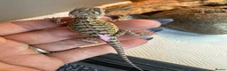 Bearded Dragon reptiles for sale: Baby bearded dragons - Advert 10
