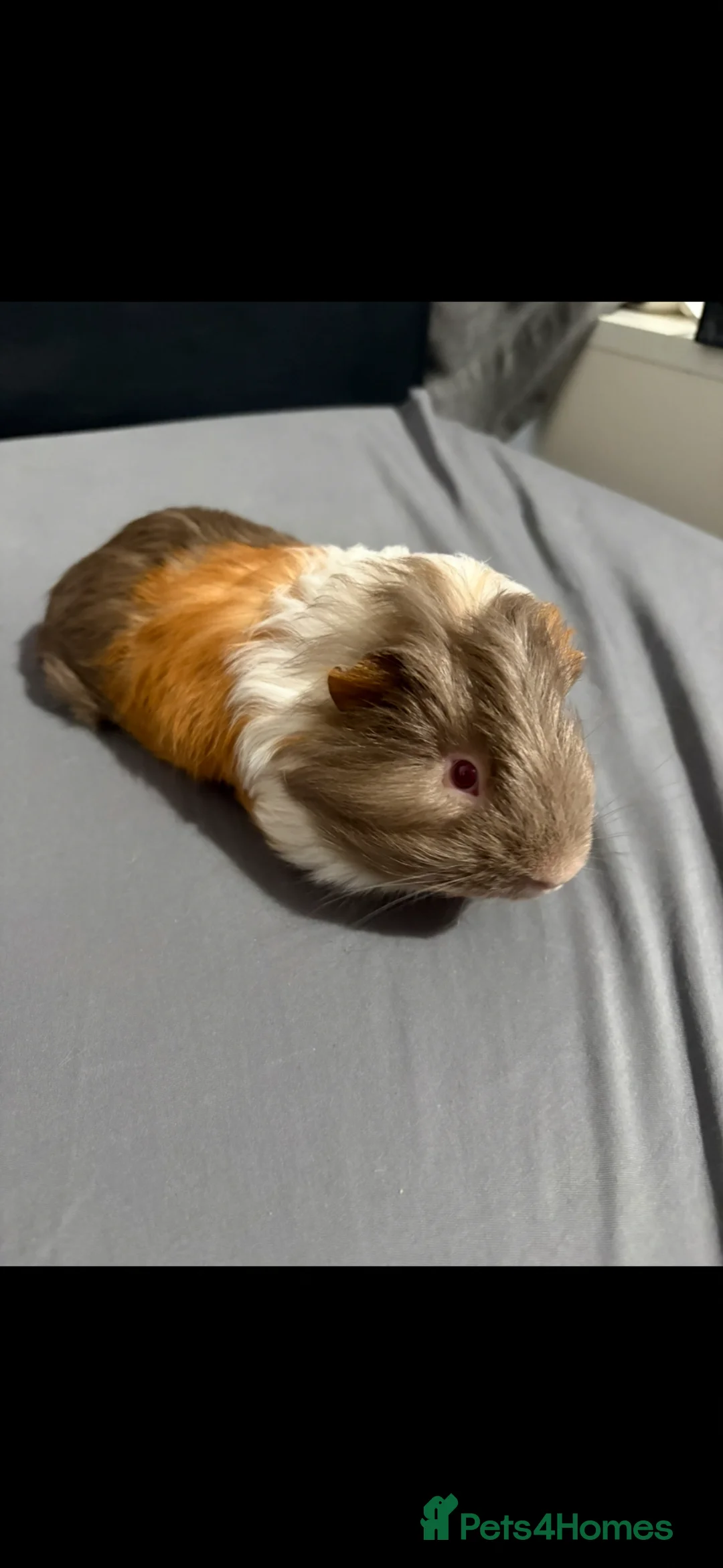 Guinea Pig rodents for sale: Baby boars - Advert 2