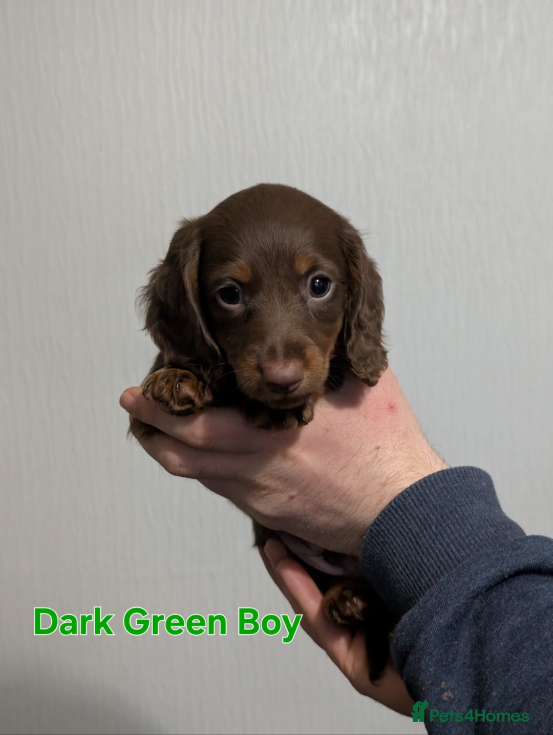 Miniature Dachshund dogs for sale: Kc reg miniture dachshund puppies for sale - Advert 15