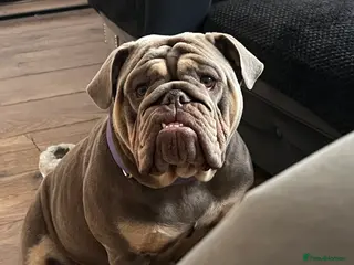 English Bulldog dogs English bulldog girl - Advert 1