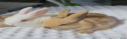 Mini Lop rabbits for sale: Beautiful mini lop bunnies - Advert 3