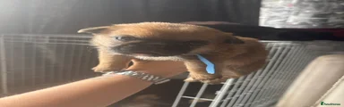 Mixed Breed 1