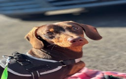 Dachshund dogs for stud: Stud Available — “Rolo” the Chocolate Dachshund  - Image 5