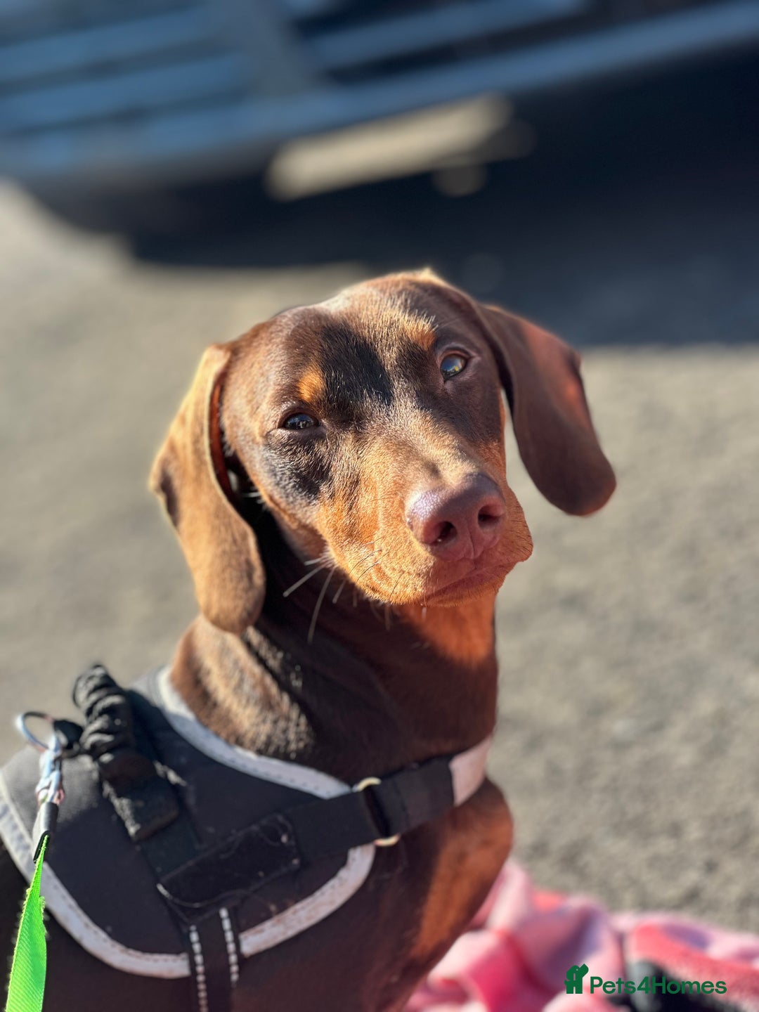 Dachshund dogs for stud: Stud Available — “Rolo” the Chocolate Dachshund  - Image 5