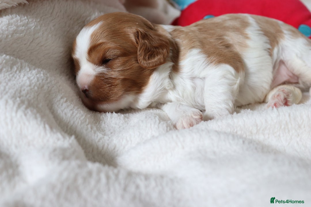 Cavapoo dogs for sale: 🌟Rare F1b Reverse Cavapoo(3/4 Cavalier1/4 Poodle) - Image 7