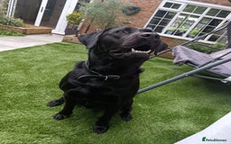 Labrador Retriever dogs for stud: Black Labrador Retriever for stud in Dudley - Image 4