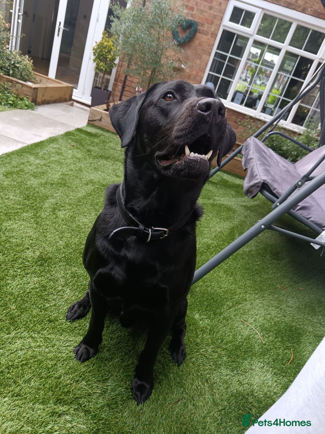Labrador Retriever dogs for stud: Black Labrador Retriever for stud in Dudley - Image 4
