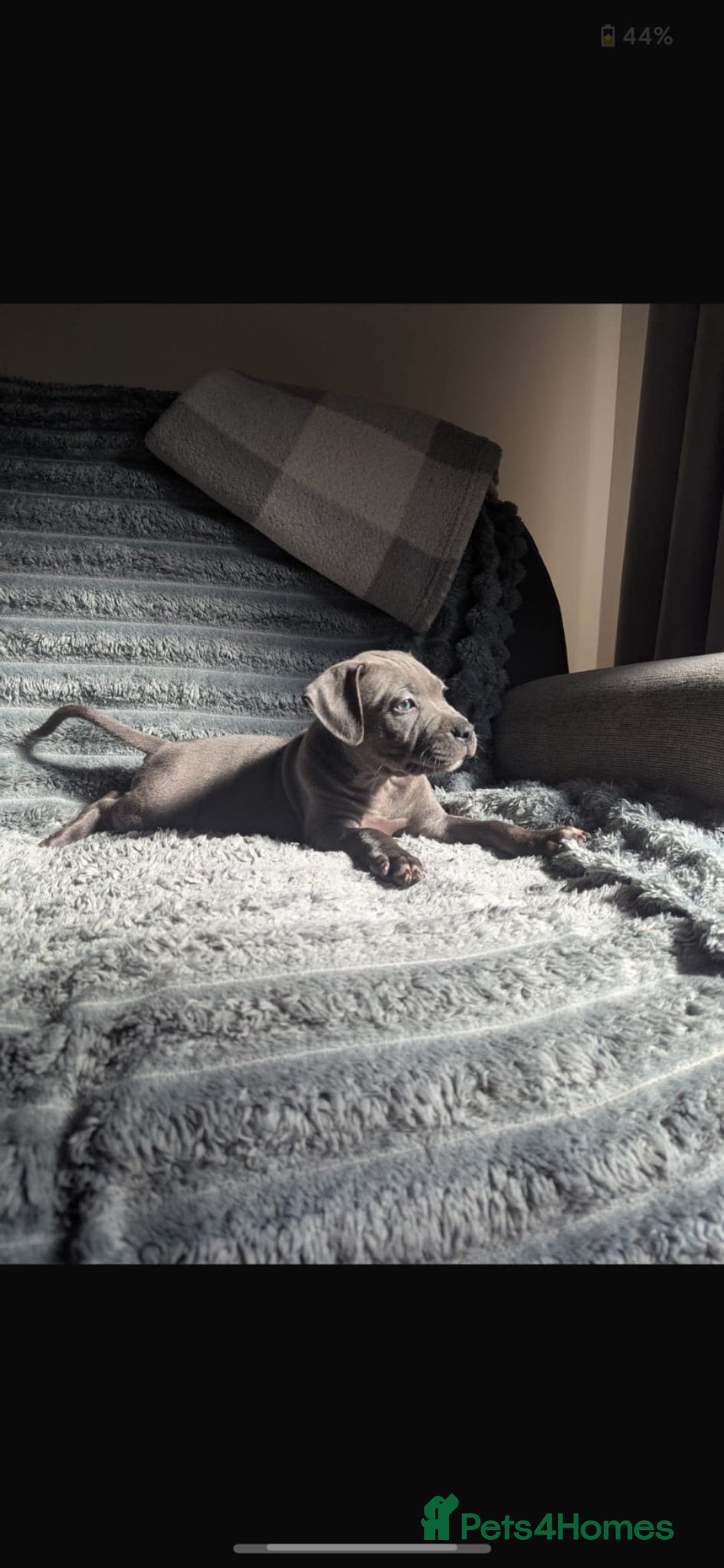Staffordshire Bull Terrier dogs for sale: Staffordshire Bull terriers - Image 13
