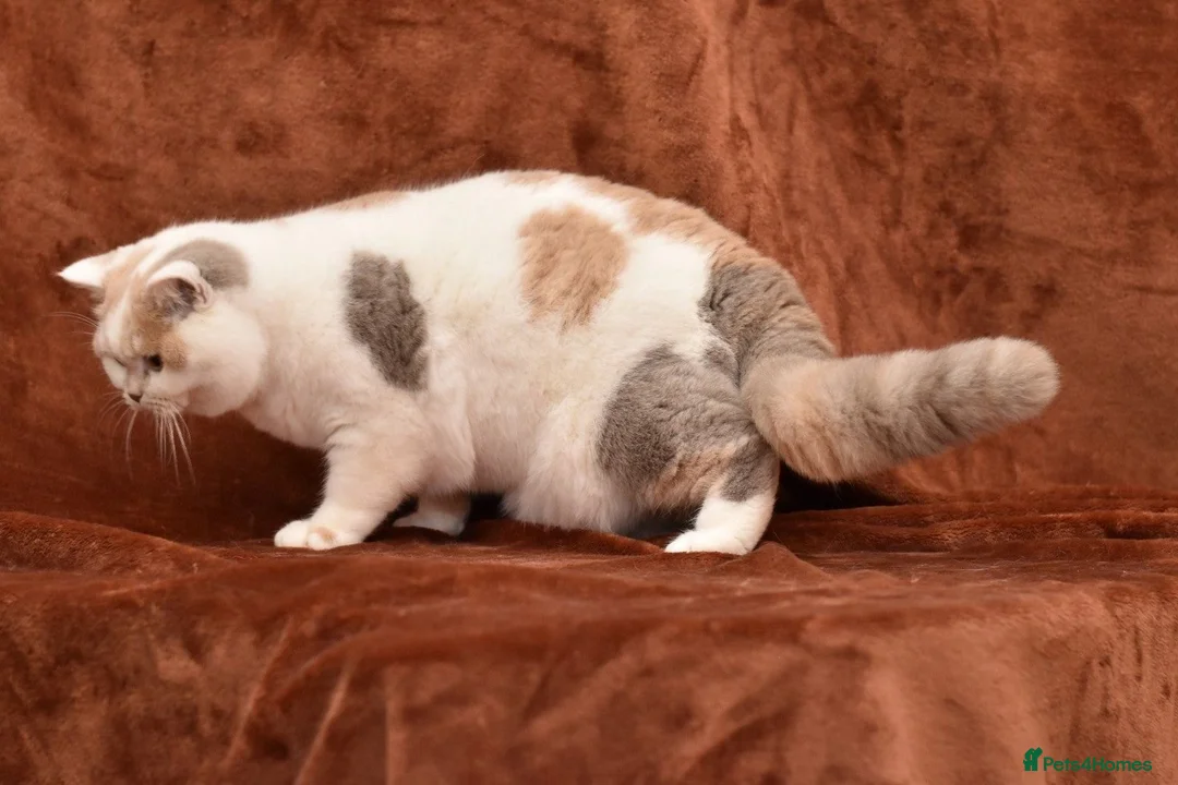 British Shorthair cats for sale: British shorthair lilac tortie harlequin female  in Bromley - Advert 7