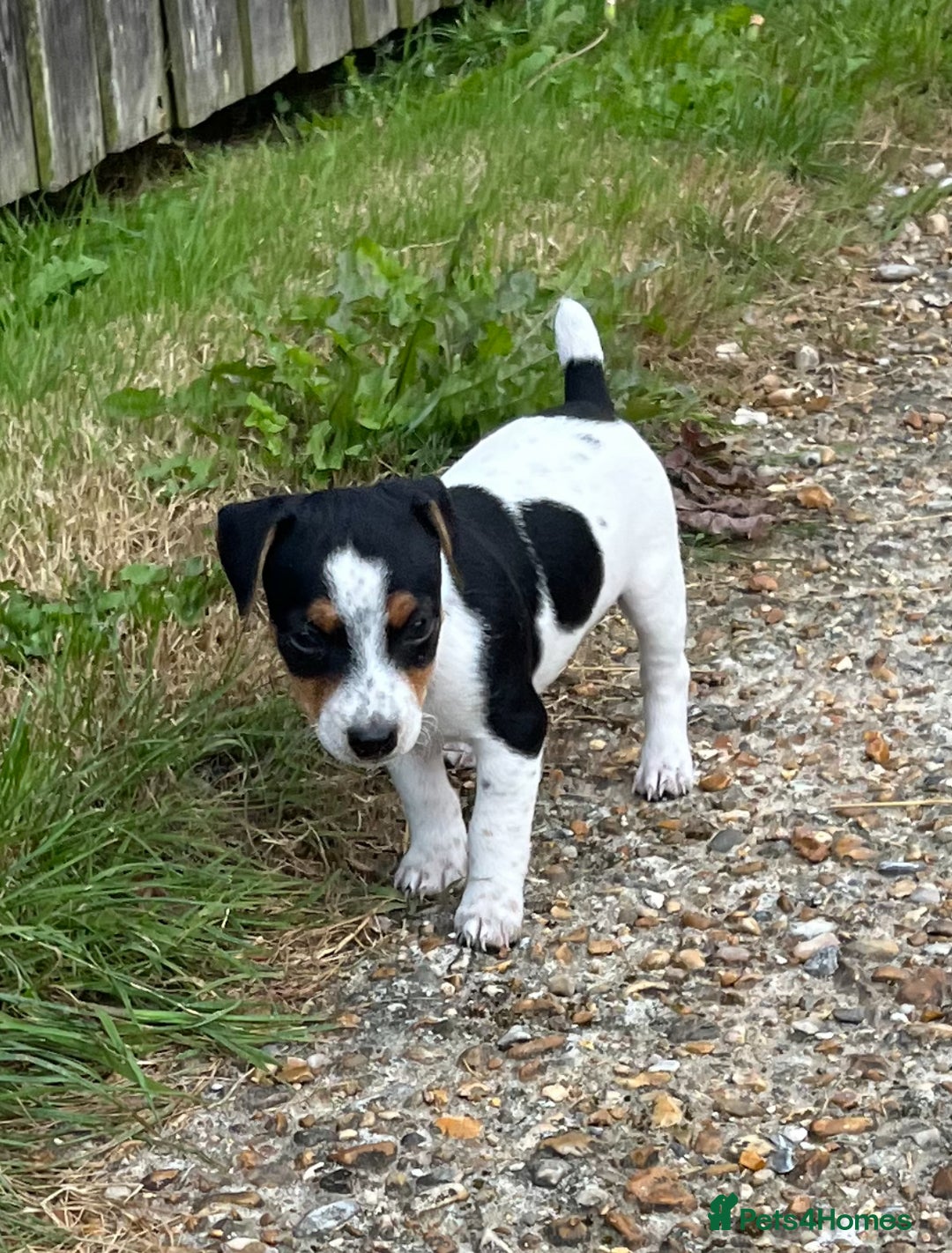 Mixed Breed dogs for sale: Brilliant working or Family pets  - Image 3
