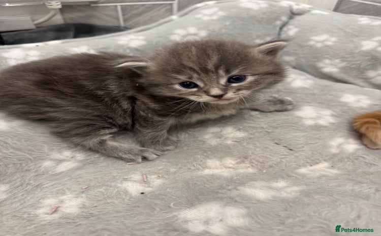 Ragcoon cats Maine coon x Ragdoll/Bengal kitten available  - Advert 16