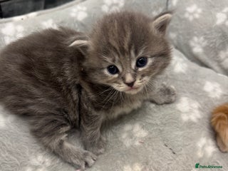 Ragcoon cats Maine coon x Ragdoll/Bengal kitten available - Advert 14