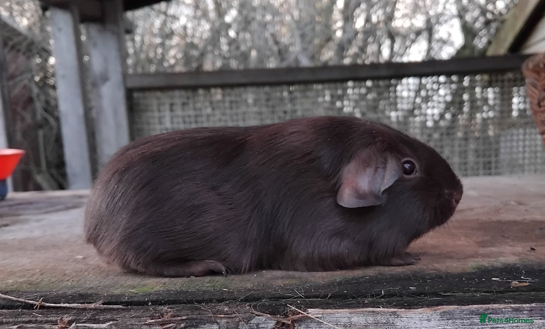 Guinea Pig rodents for sale: Swiss, Dalmation, Self Chocolate Boys and Girls - Advert 27