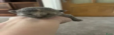 Ragdoll 3