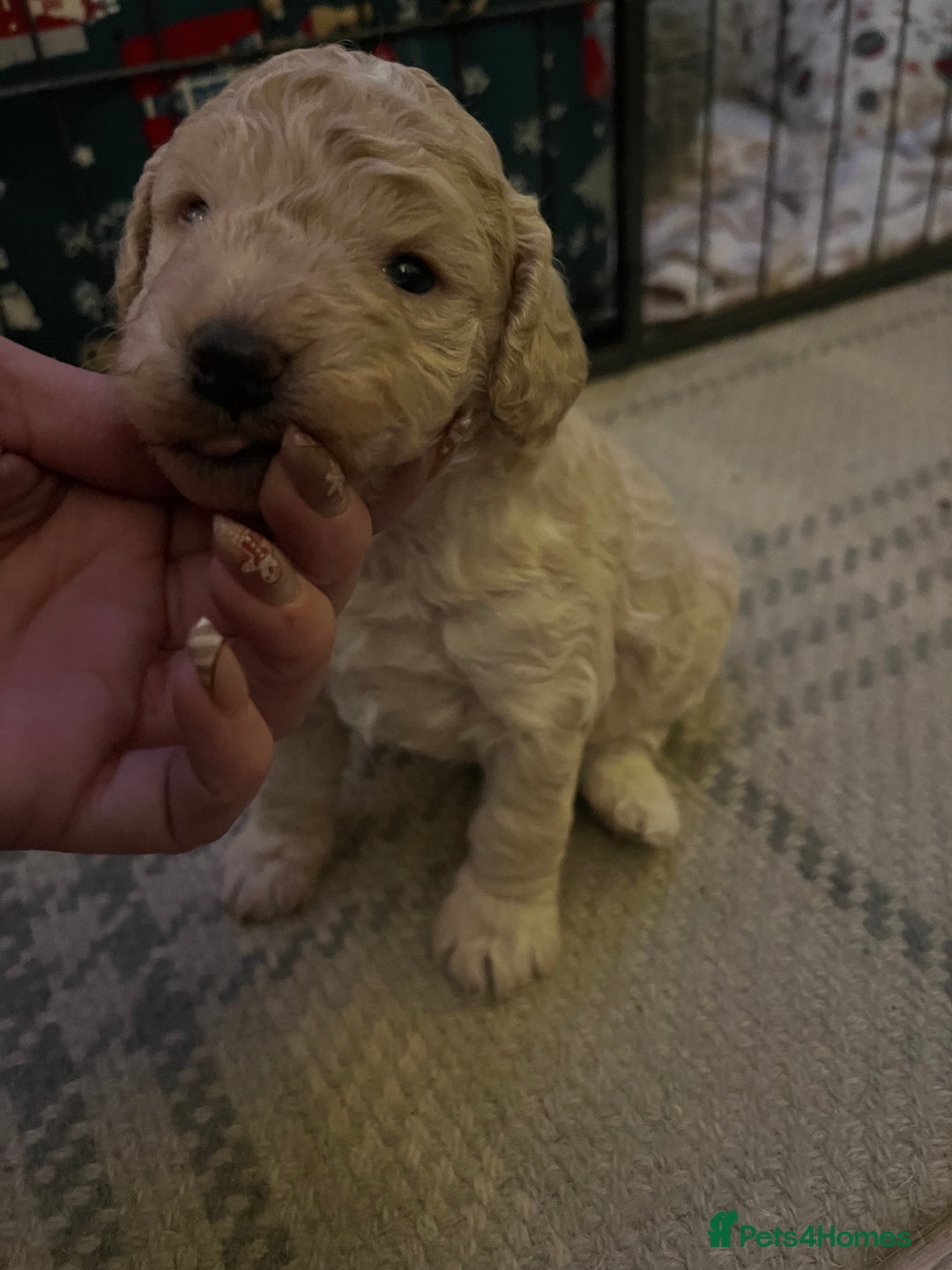 Cockapoo dogs for sale: Cockapoos for sale.  - Advert 14