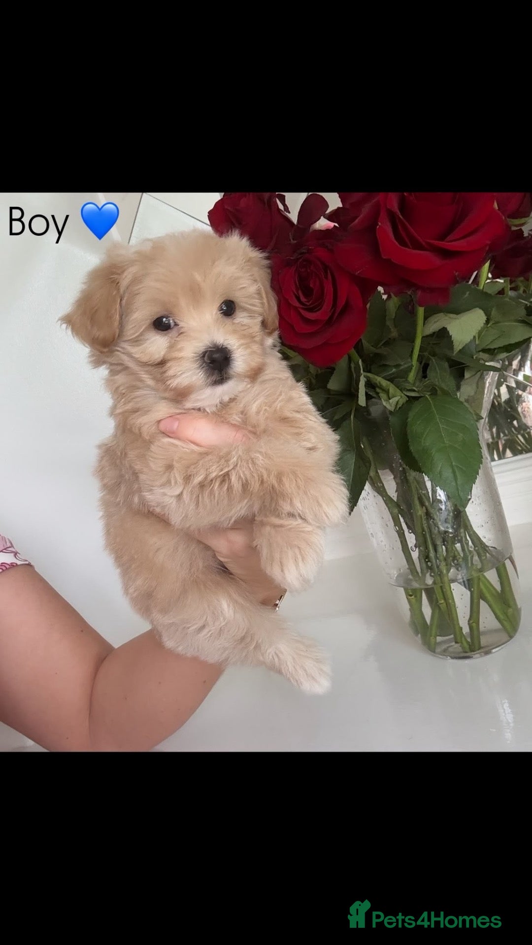 Maltipoo dogs F1 Maltipoo babies KC reg parents - Advert 1