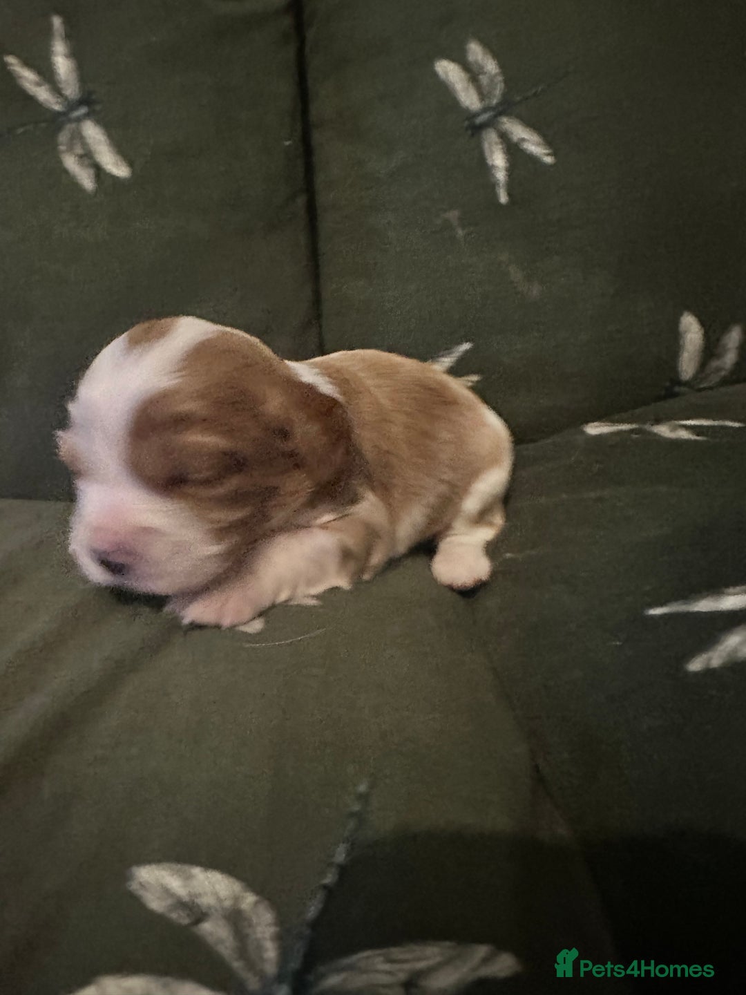 Cockalier dogs for sale: Cockalier puppies  - Advert 11