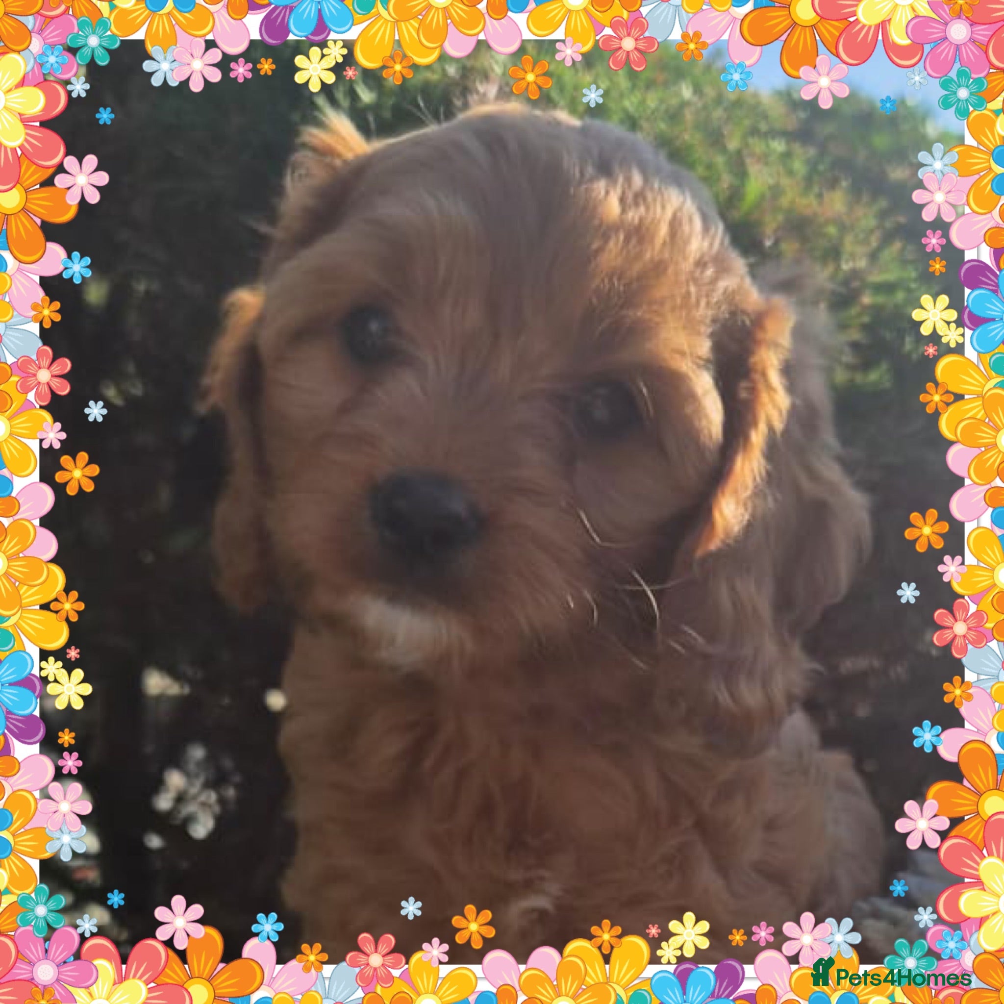 Cavapoo dogs Cavapoo puppies READY NOW - Advert 1