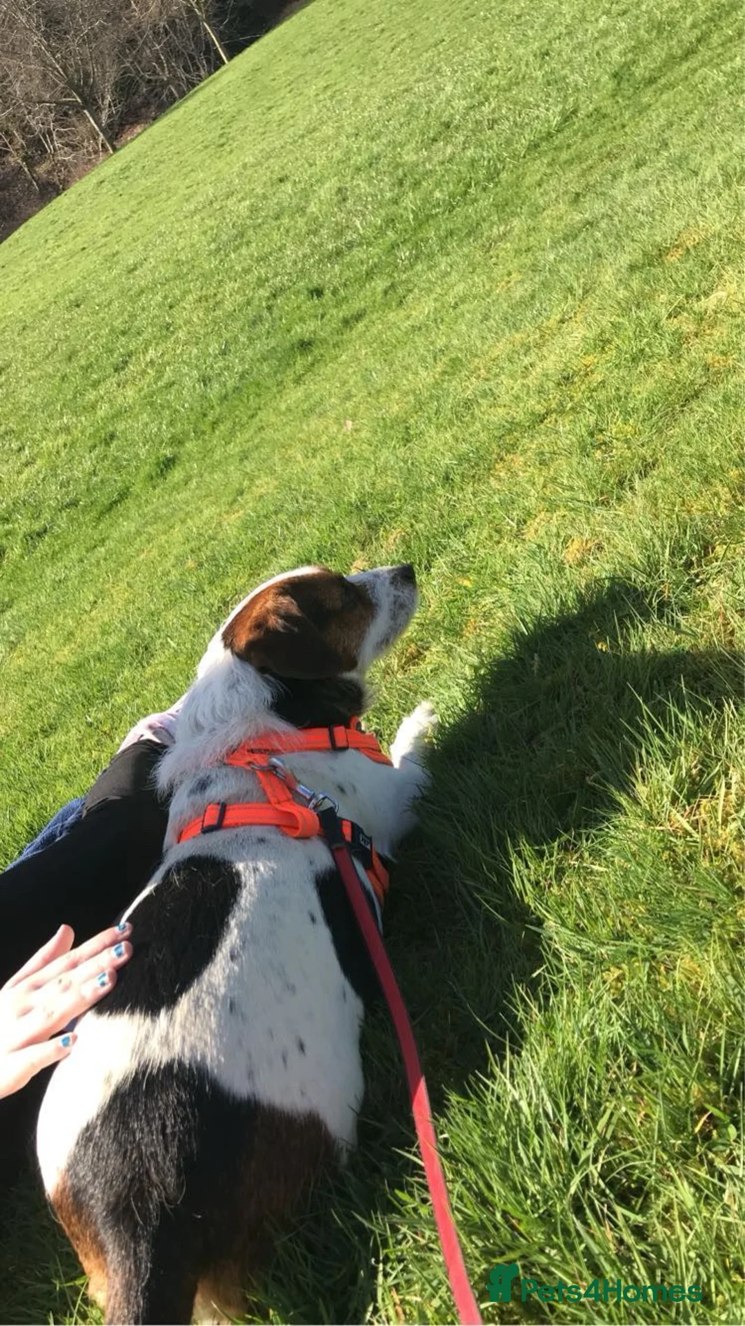 Jack Russell dogs for sale: Male jack Russel  in Hawick - Advert 1