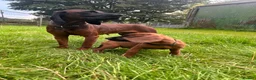Bavarian Mountain Hound dogs for sale: Bavarian mountain hound pups - Advert 4