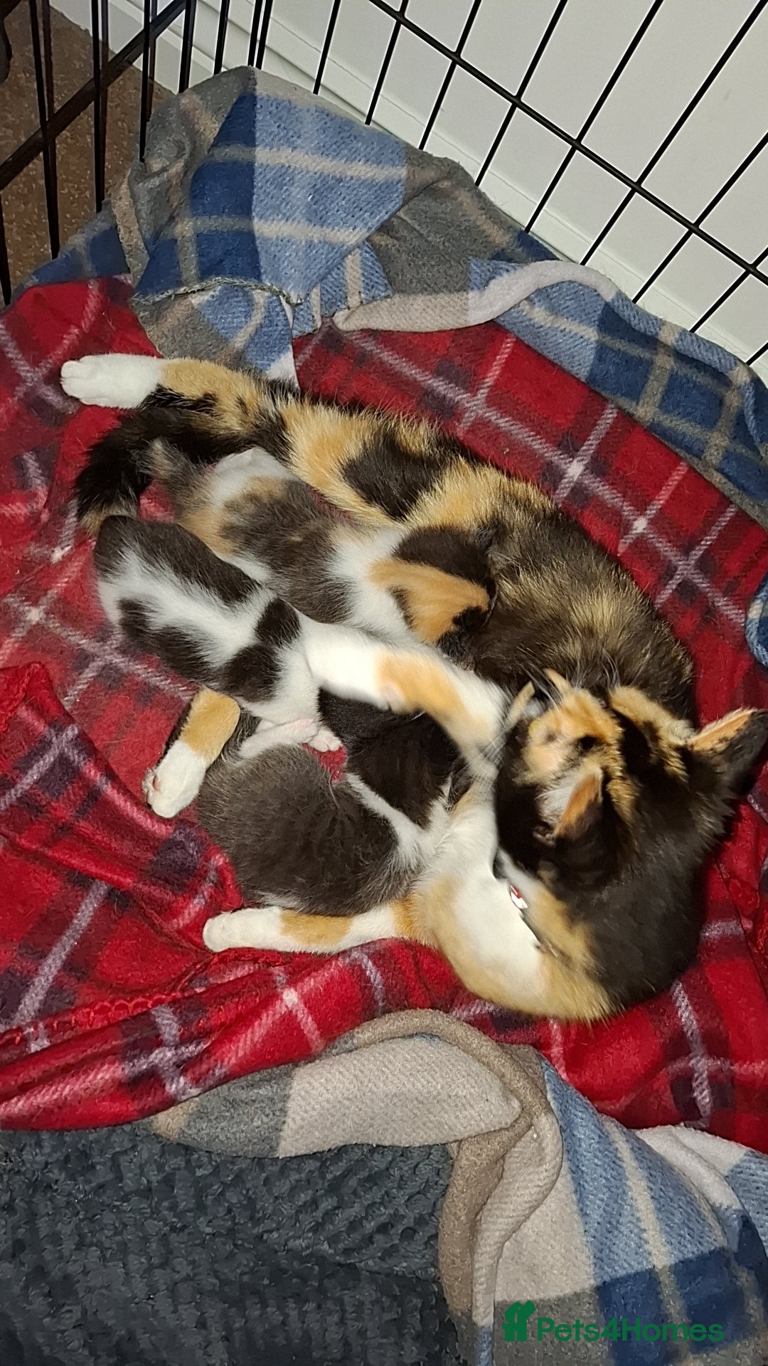 Mixed Breed cats for sale: Kittens  - Image 7