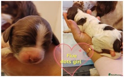 English Springer Spaniel dogs for sale: 🌟 Beautiful Springer Spaniel Litter - Image 34