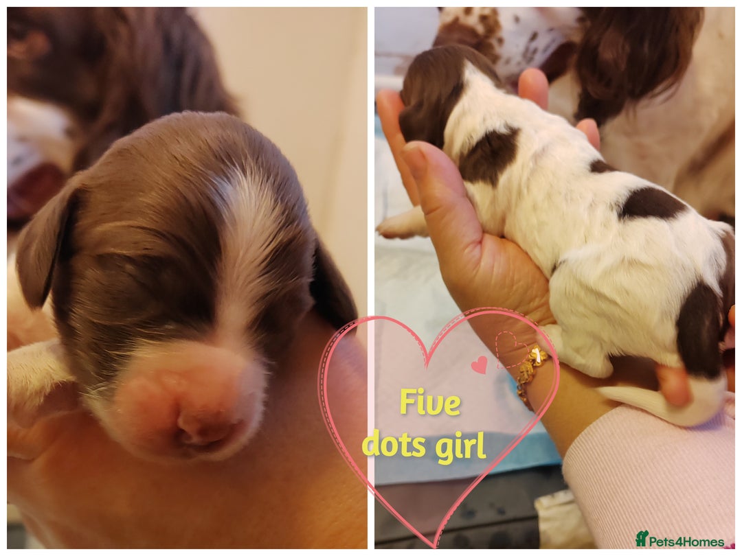 English Springer Spaniel dogs for sale: 🌟 Beautiful Springer Spaniel Litter - Image 34