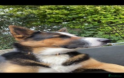 German Shepherd dogs for sale: Beautiful panda German Shepherd x - Image 3