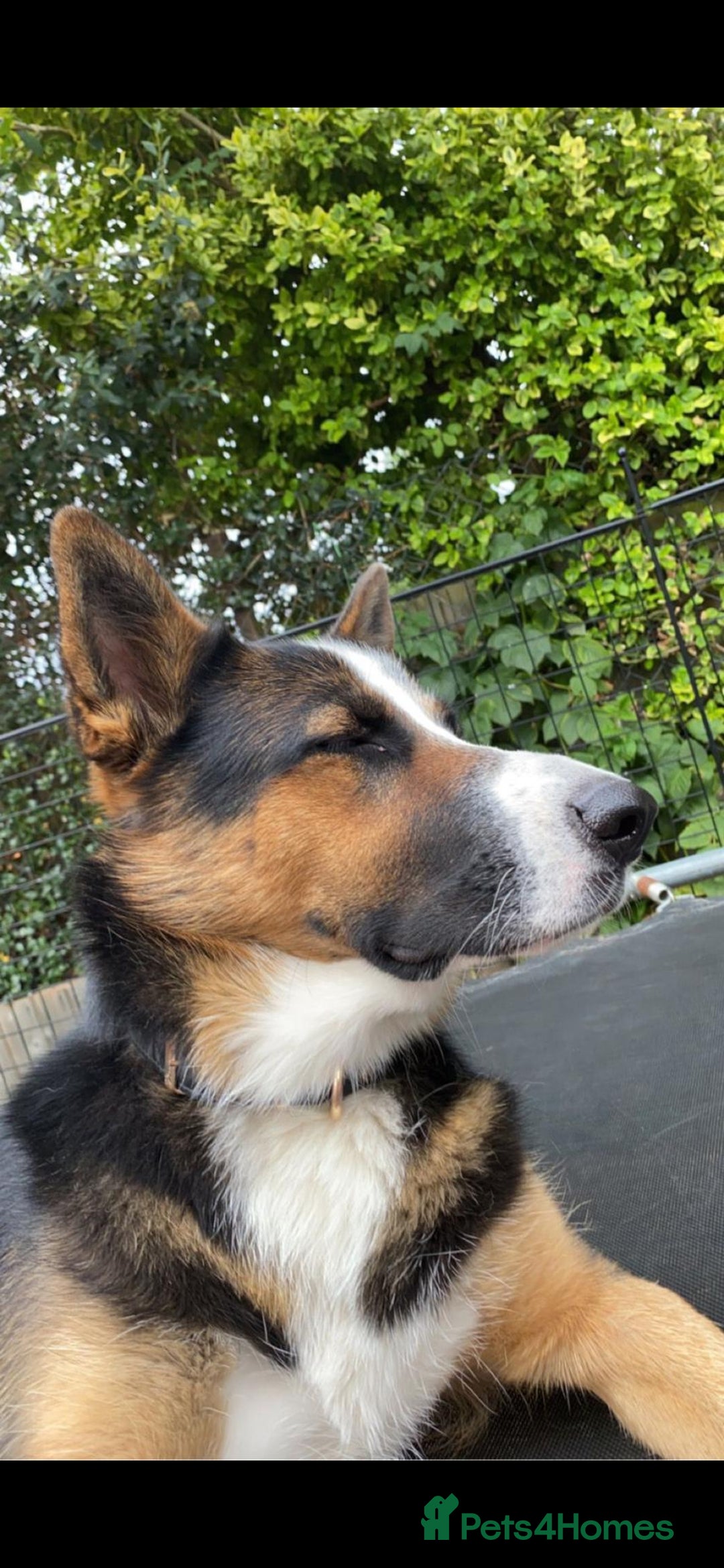 German Shepherd dogs for sale: Beautiful panda German Shepherd x - Image 3