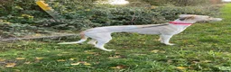 Mixed Breed dogs for sale: Saluki Greyhound Pup - Advert 3