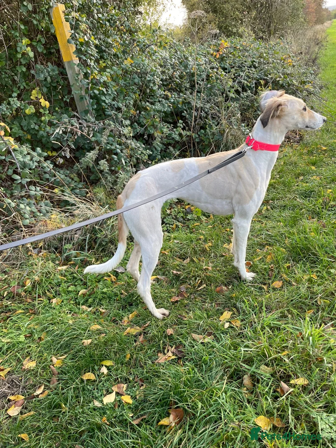 Mixed Breed dogs for sale: Saluki Greyhound Pup - Advert 3