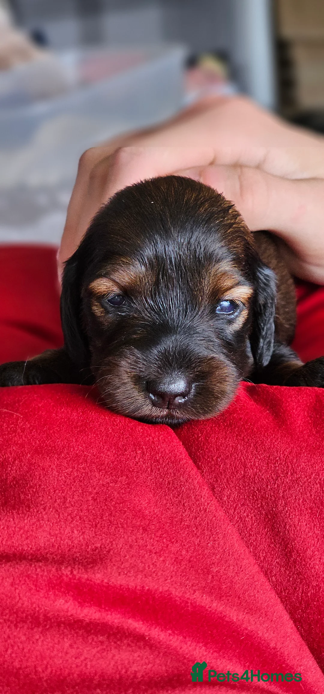 Miniature Dachshund dogs for sale:  MAGNIFICENT RED SHADED, Exceptional Pigmentation  - Advert 40