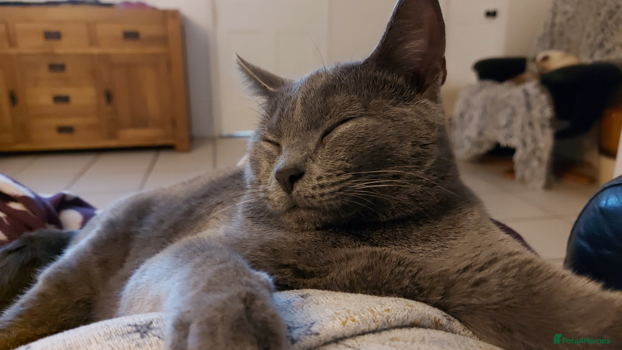 Chartreux cats Chartreux female  - Advert 3