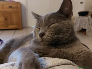 Chartreux cats Chartreux female - Advert 3