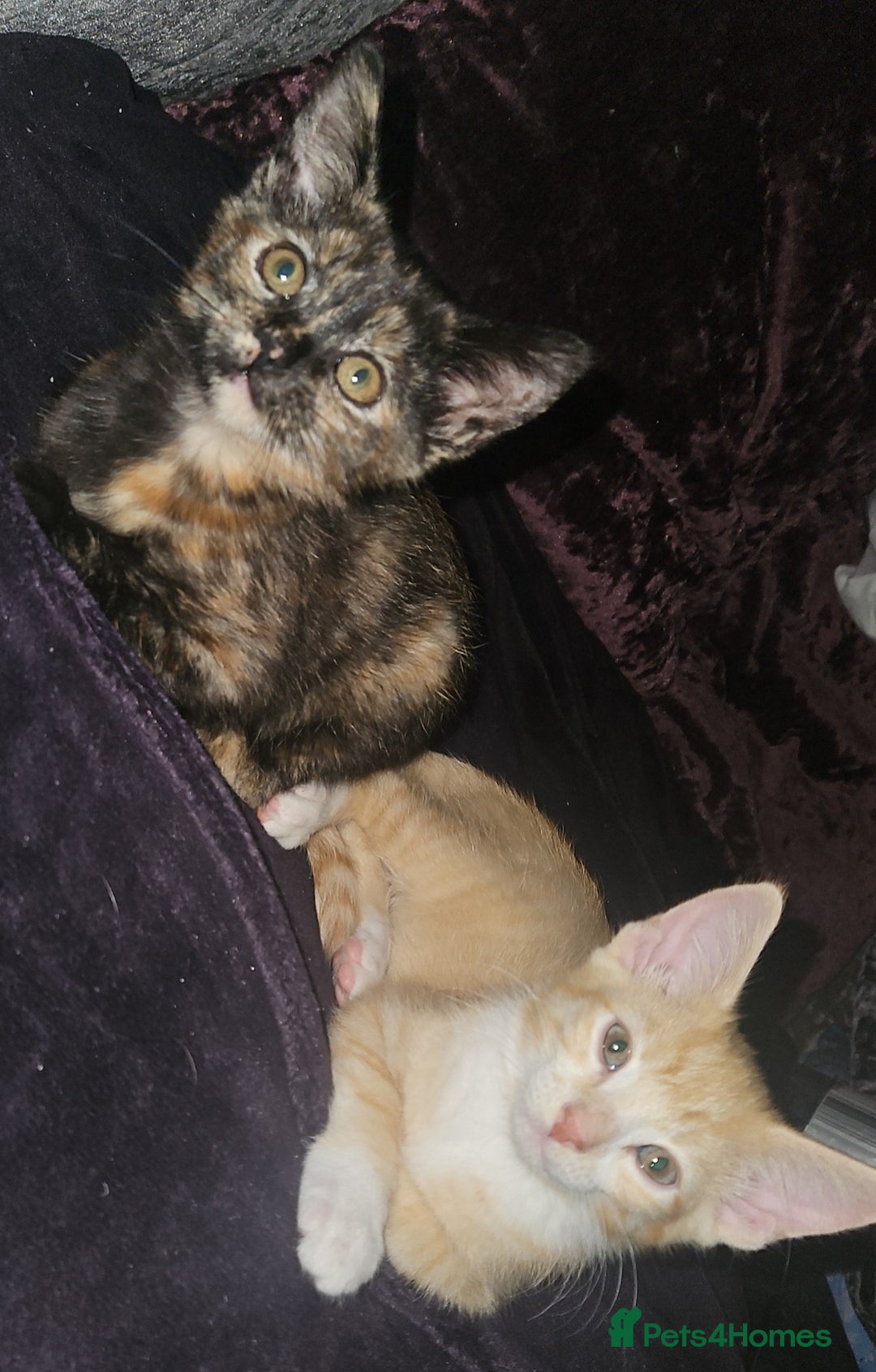 Mixed Breed cats for sale: Beautiful kittens  - Image 3