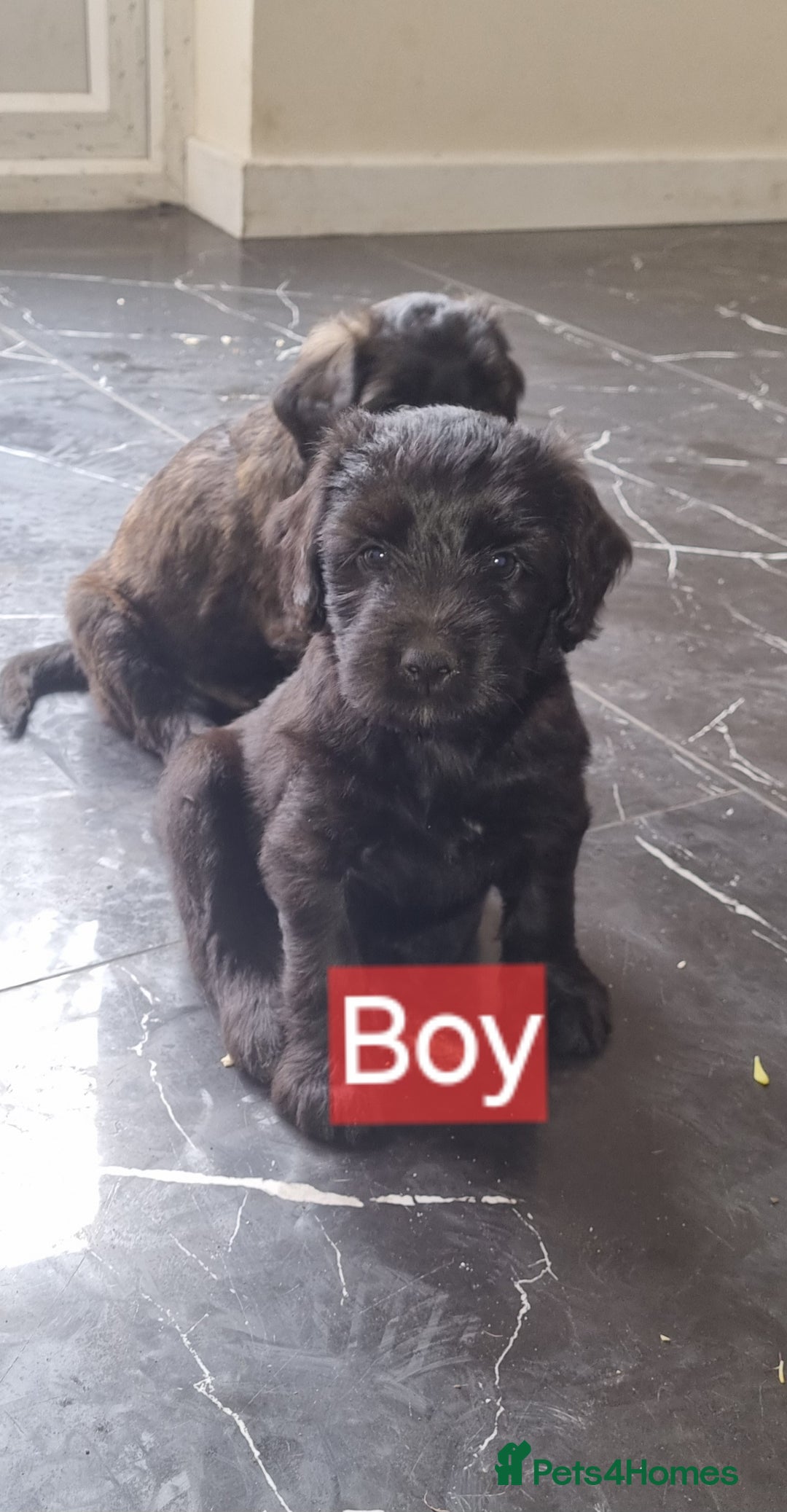 Mixed Breed dogs for sale: Mixer breed puppys  - Image 4
