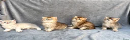 British Longhair cats for sale: ✨Pedigree British longhair golden chocolate lilac - Advert 12