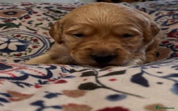 Golden Retriever dogs for sale: Working Golden Retriever Puppies  - Image 14