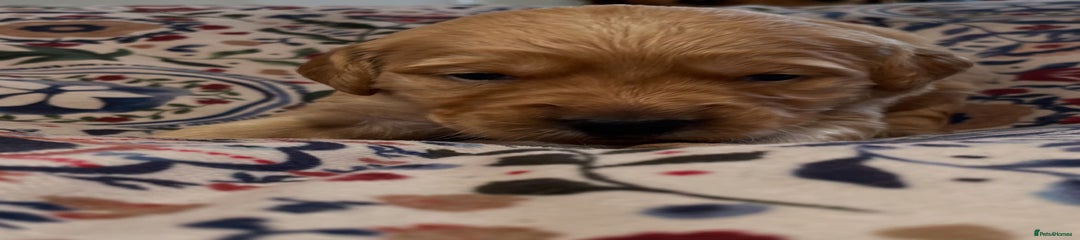 Golden Retriever Puppy 3