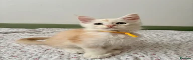 Yellow Collar