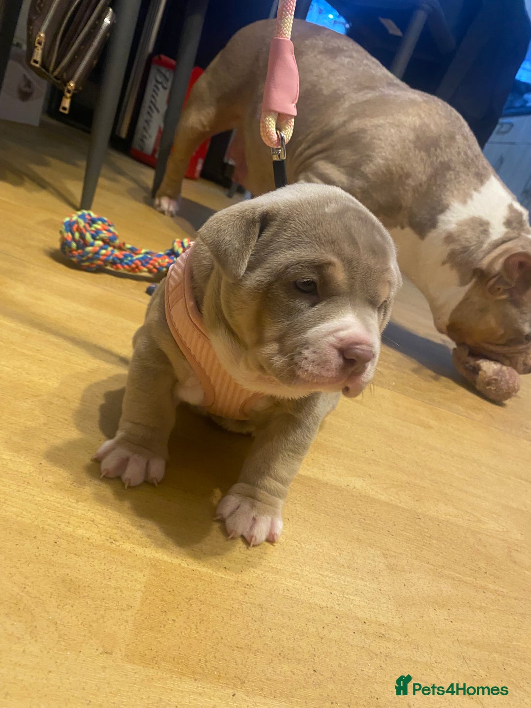 American Bully dogs for sale: American bully  - Advert 22