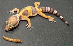 Gecko reptiles for sale: Baby leopard gecko  - Image 3