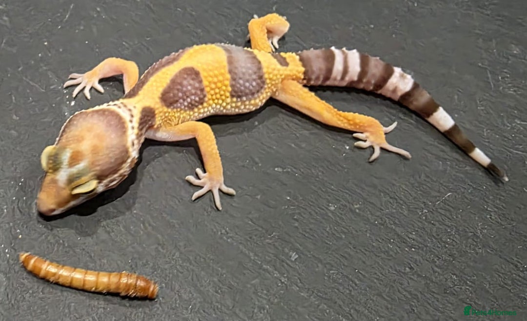 Gecko reptiles for sale: Baby leopard gecko  - Image 3