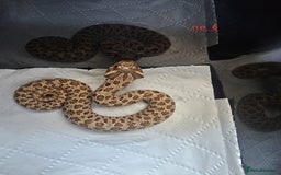 Snake reptiles for sale: Western Hognose Snakes CB25 - Image 8
