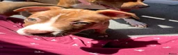 Staffordshire Bull Terrier dogs for sale: Last girl puppy in Great Yarmouth - Advert 3