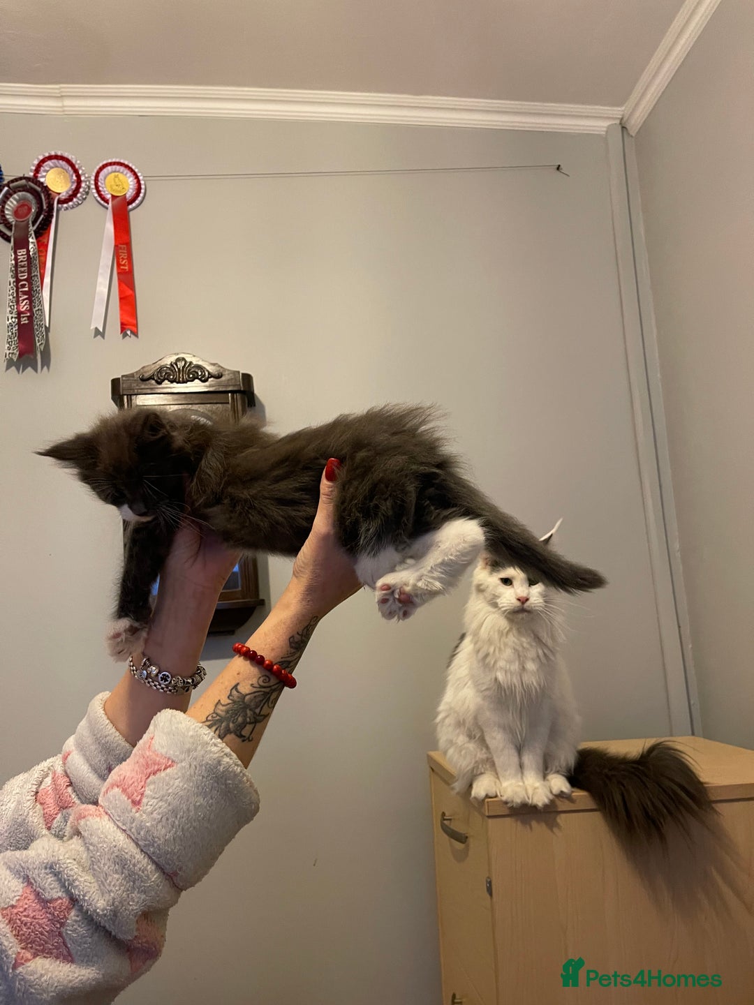 Maine Coon cats for sale: Maine Coon Kittens - Advert 5