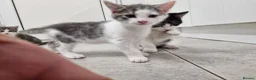 American Shorthair cats for sale: Lovely kittens - Advert 2