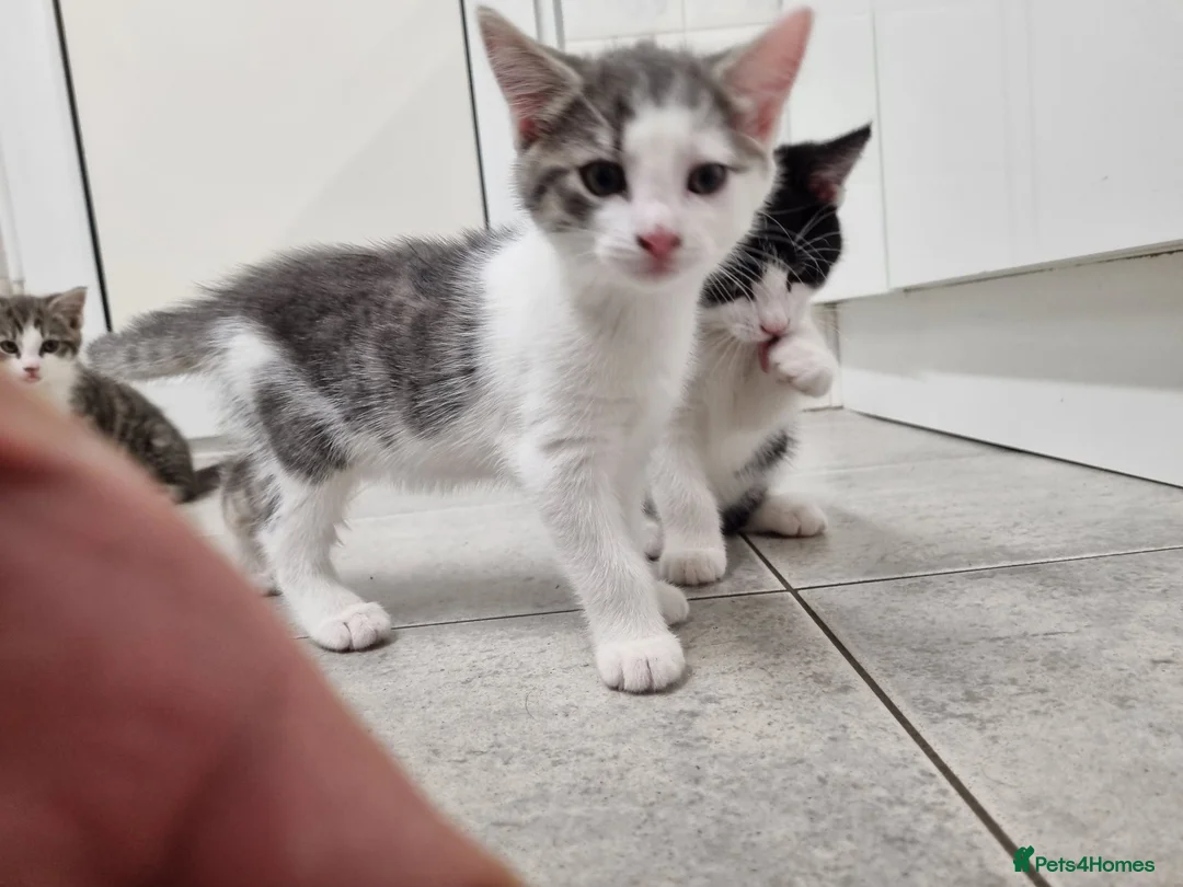 American Shorthair cats for sale: Lovely kittens - Advert 2