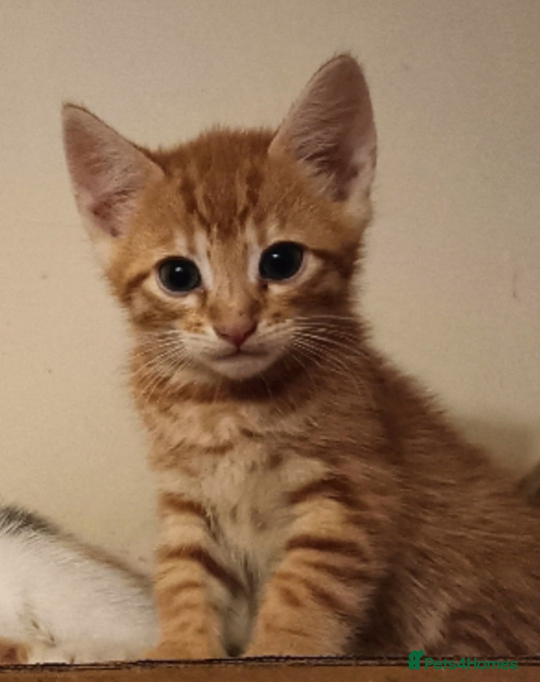 Bengal cats for sale: Bedazzled Early Generation Bengal kittens  - Image 27